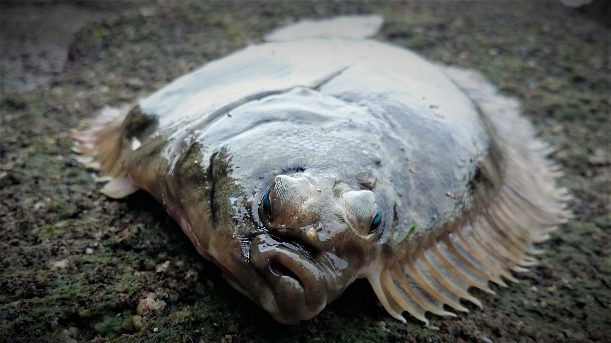 讃州投げ師の釣るブログ　改　