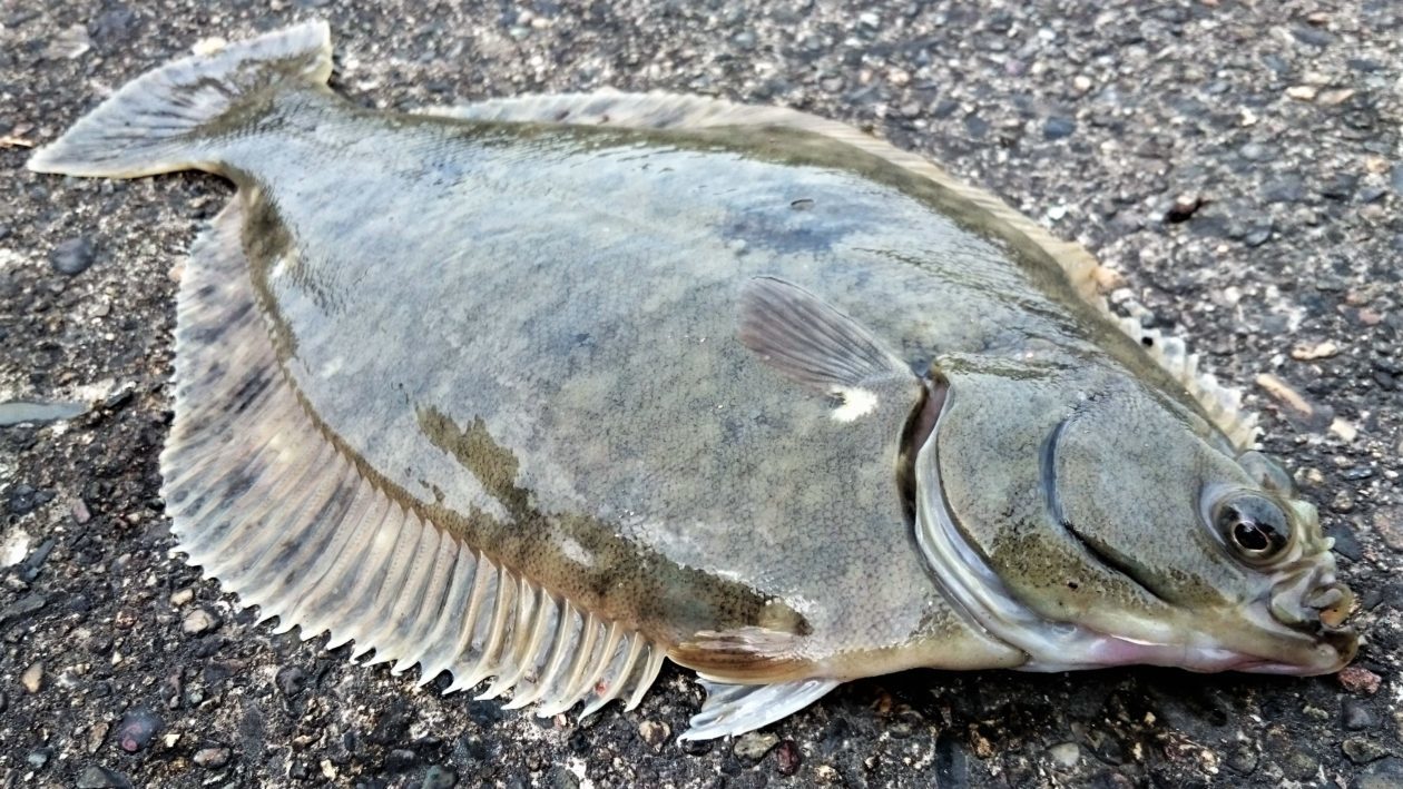 讃州投げ師の釣るブログ　改　