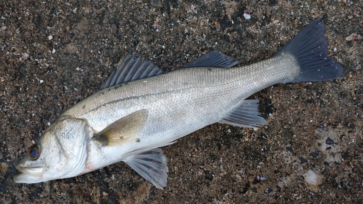 讃州投げ師の釣るブログ　改　